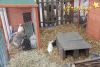 Pour une animation réussie : la mini ferme avec animaux, coqs, cochons, lapins...
